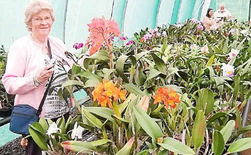 Kitty Milner, of the Opawa-St Martins Garden Club in New Zealand, found Greens’ orchids a new experience. She attended the last meeting of the local orchid society and enjoyed the orchid house walk- through and had her camera at hand. Kitty Milner, of the Opawa-St Martins Garden Club in New Zealand, found Greens’ orchids a new experience. She attended the last meeting of the local orchid society and enjoyed the orchid house walk- through and had her camera at hand.